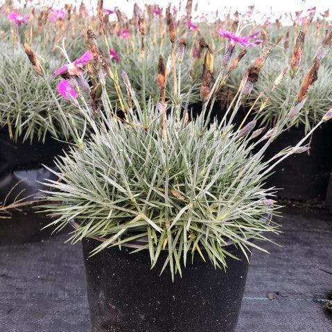 Dianthus gratianapolitanus 'Firewitch' ~ Firewitch Dianthus, Cheddar Pink