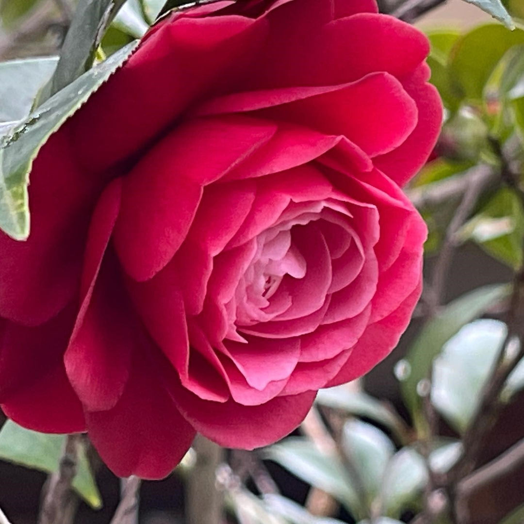Camellia japonica 'Black Tie' ~ Black Tie Camellia