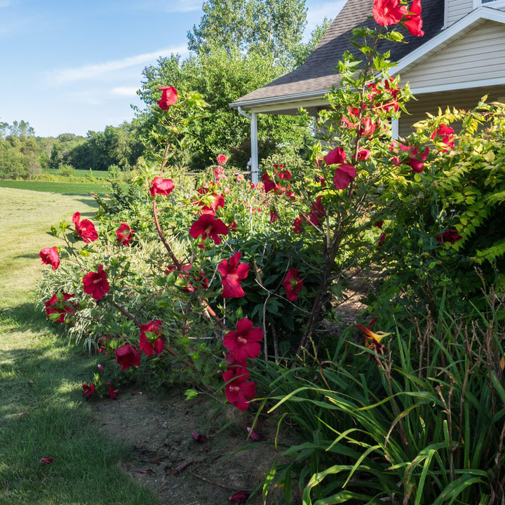 Hibiscus 'Lord Baltimore' ~ Lord Baltimore Hibiscus