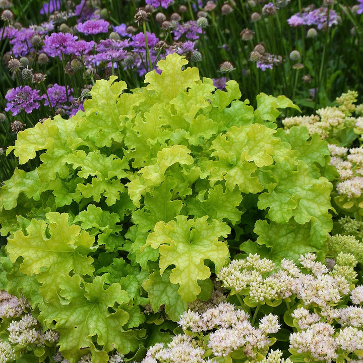 Heuchera 'Lime Ruffles' ~ Lime Ruffles Heuchera