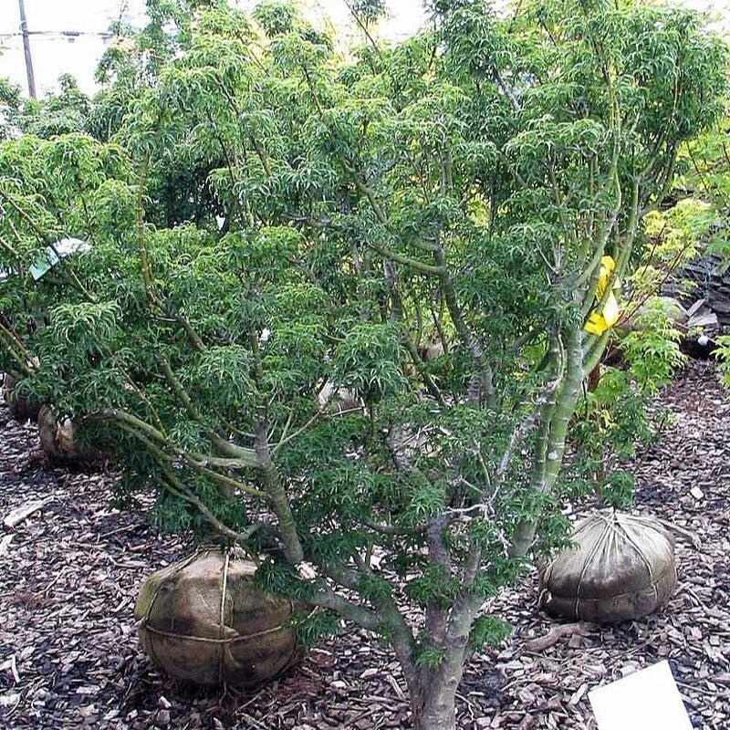 Acer palmatum 'Shishigashira' ~ Lion Head Japanese Maple