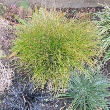 Carex testacea 'Indian Summer' ~ Prairie Fire Hair Sedge