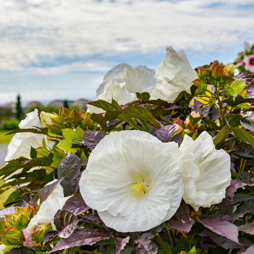 Hibiscus 'Cookies and Cream' ~ Summerific® Cookies and Cream Hibiscus