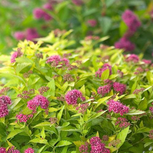 Spiraea japonica 'Yan' ~ Double Play® Gold Spirea