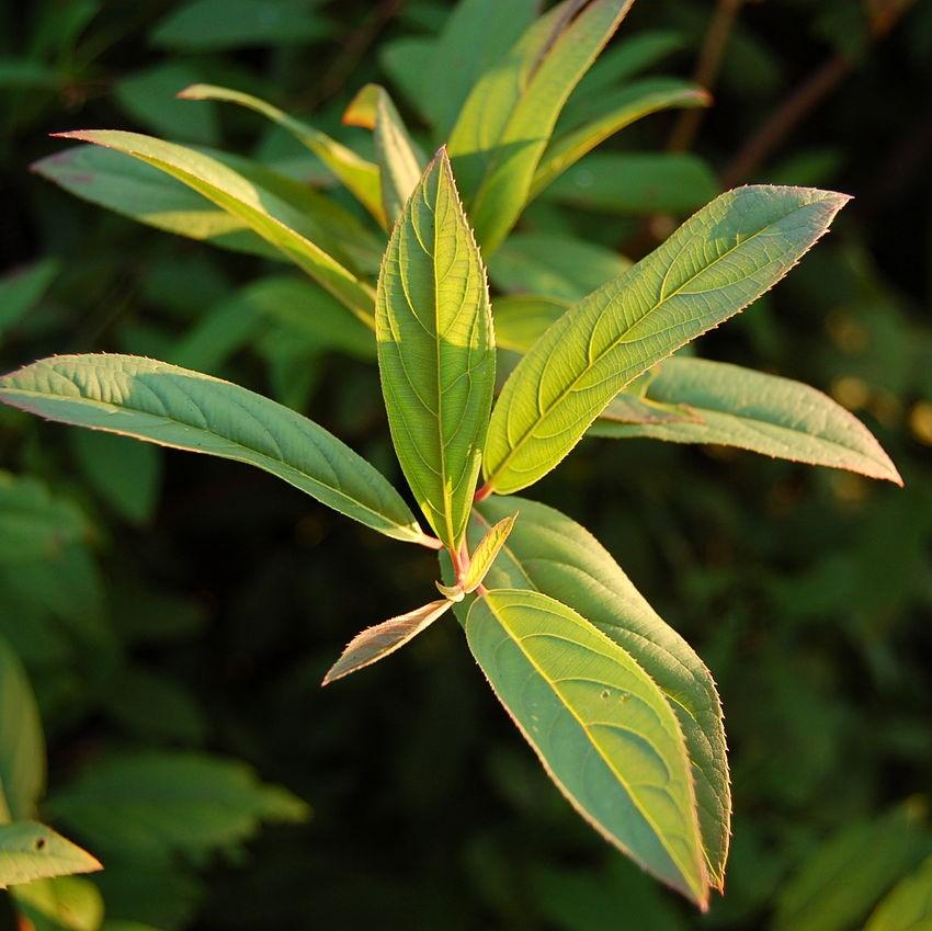 Itea virginica 'Henry's Garnet' ~ Henry's Garnet Sweetspire