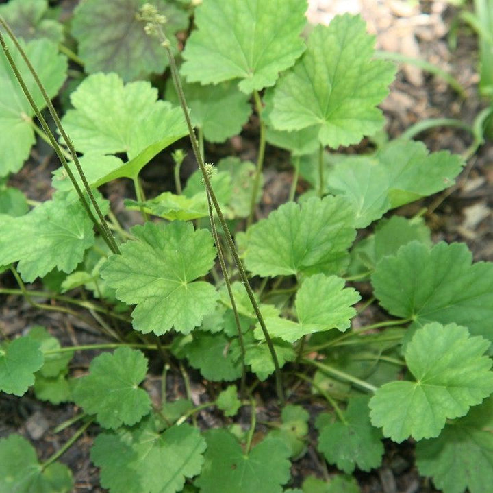 Heuchera americana 'Dale's Strain' ~ Dale's Strain Coral Bells