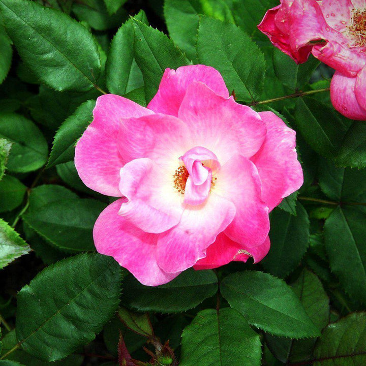 Rosa ‘Radcon’ PP#15,070 ~ Pink Knock Out® Rose