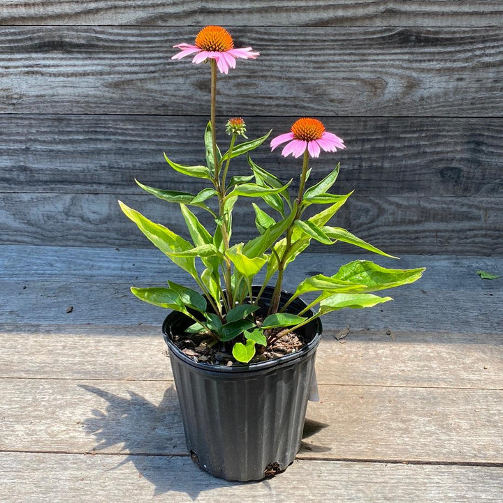 Echinacea purpurea 'Magnus' ~ Magnus Echinacea, Coneflower