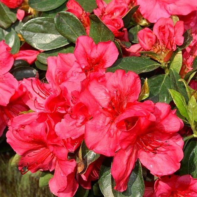 Rhododendron x girard 'Girard's Crimson' ~ Girard's Crimson Azalea