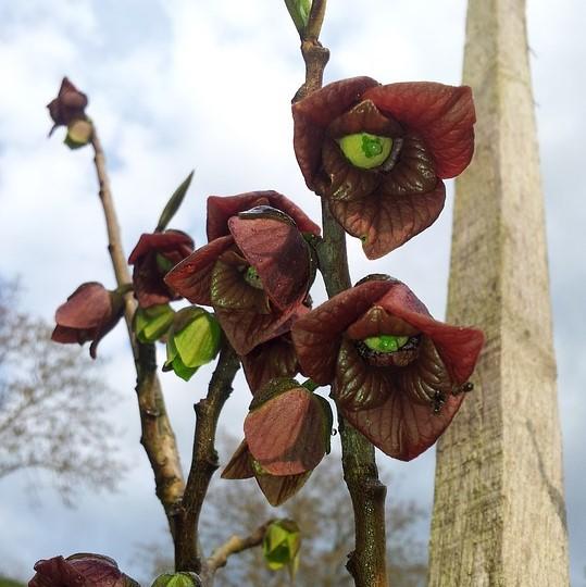 Asimina triloba ~ Common Pawpaw, Tall Pawpaw
