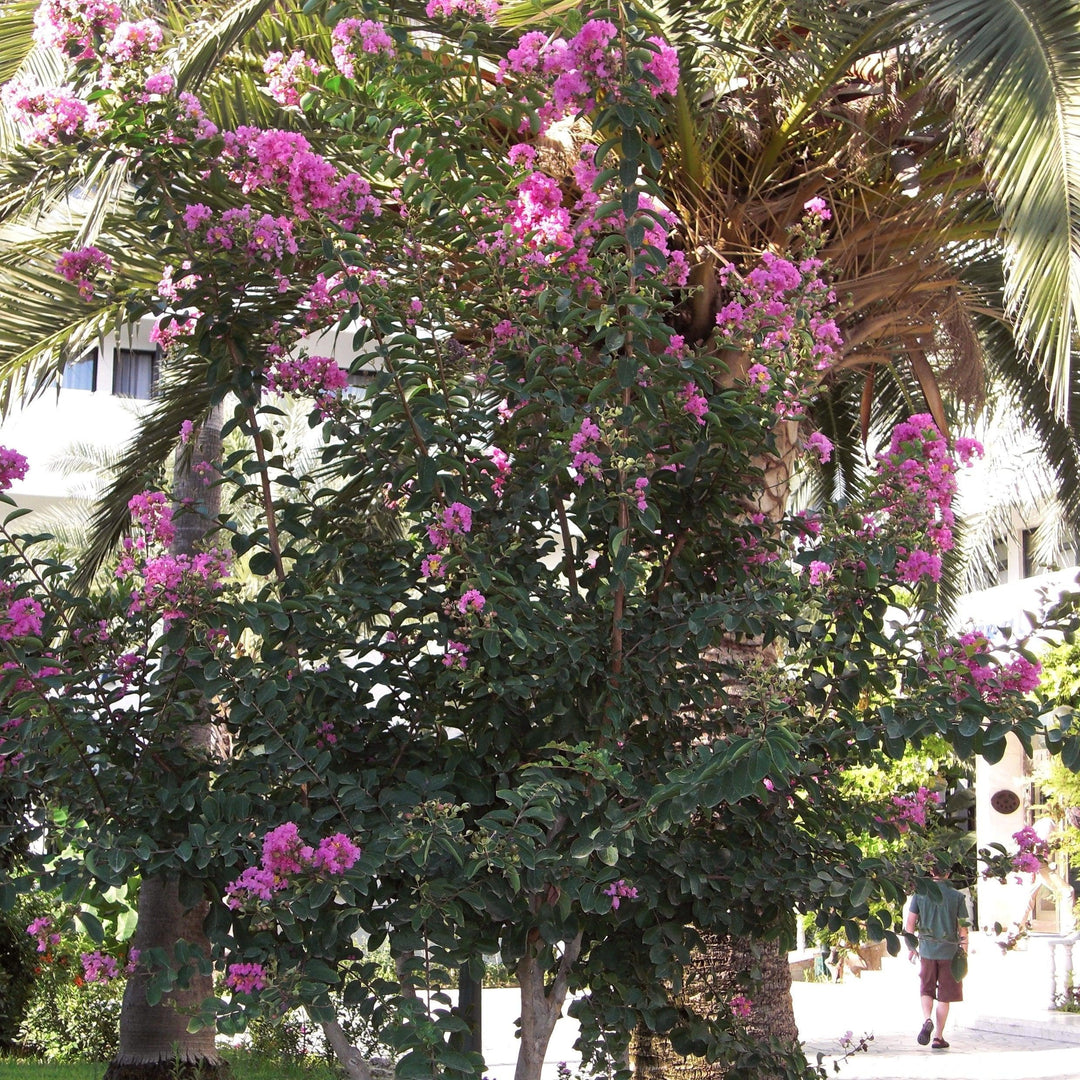 Lagerstroemia indica 'Autaugaville' ~ Autaugaville Crape Myrtle