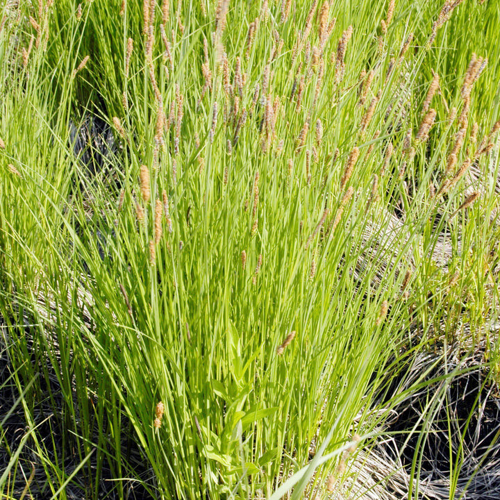 Carex stricta ~ Tussock Sedge