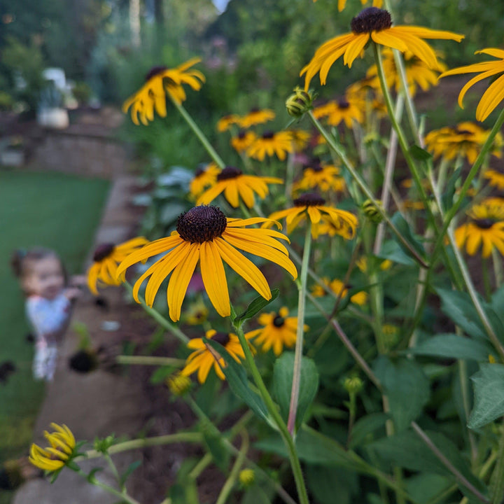 Rudbeckia fulgida 'Goldsturm' ~ Black-Eyed Susan