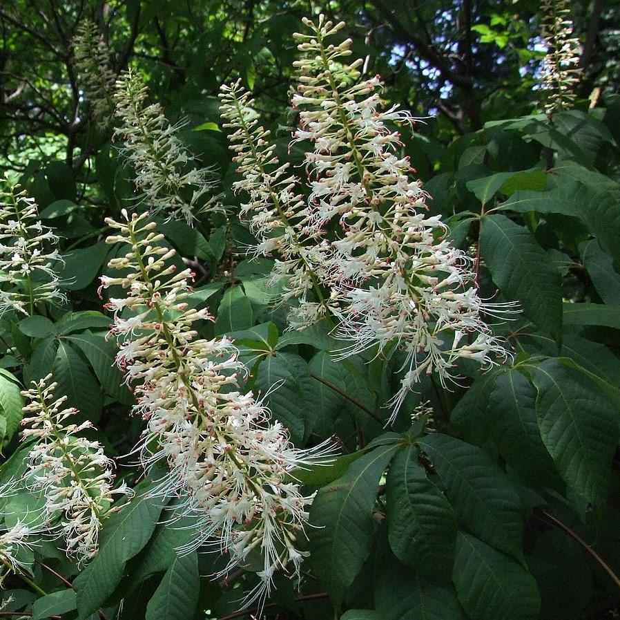 Aesculus parviflora ~ Cepillo para botellas Buckeye