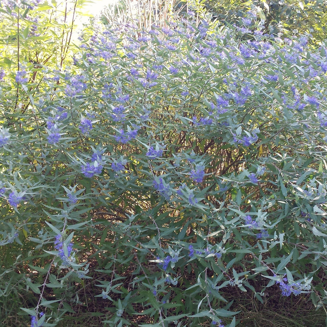 Caryopteris x clandonensis 'Longwood Blue' ~ ​​Longwood Blue Barba Azul