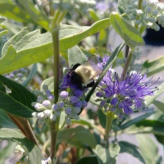 Caryopteris × clandonensis 'Caballero Oscuro' ~ Caballero Oscuro Barba Azul