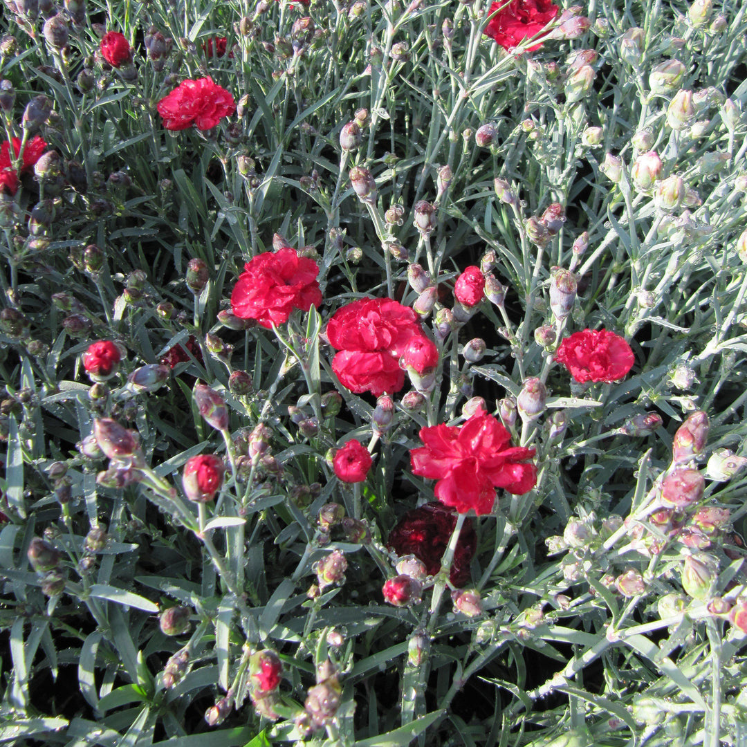 Dianthus x allwoodii 'Frosty Fire' ~ Frosty Fire Dianthus