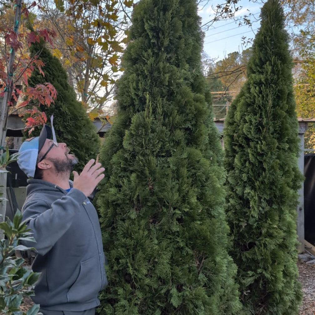 Thuja occidentalis 'Smaragd' ~ Arborvitae verde esmeralda