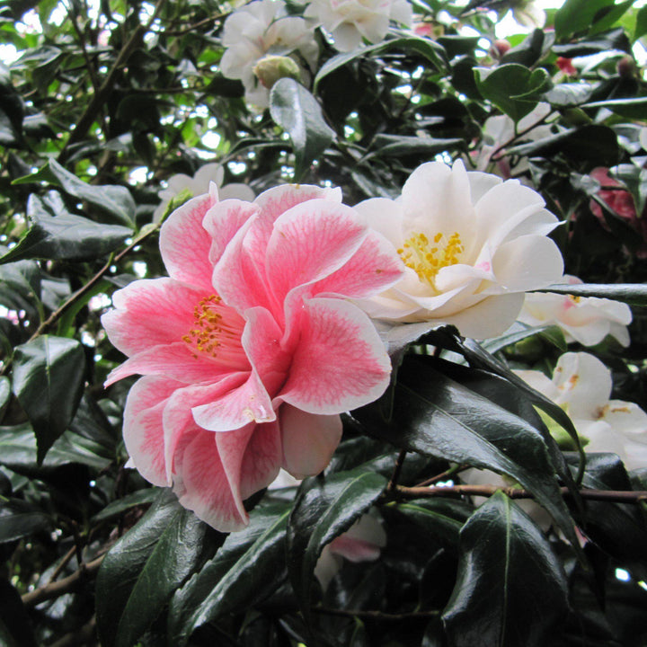 Camellia japonica 'Lady Vansittart' ~ Lady Vansittart Camellia