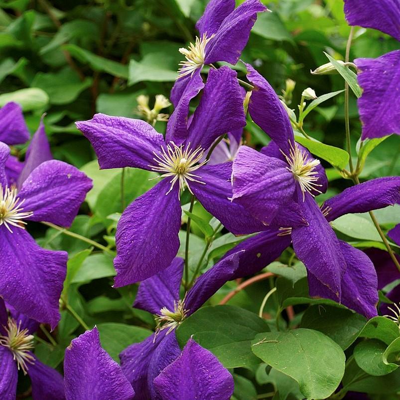 Clematis 'Jackmanii' ~ Jackmanii Clematis, Jackman's Clematis