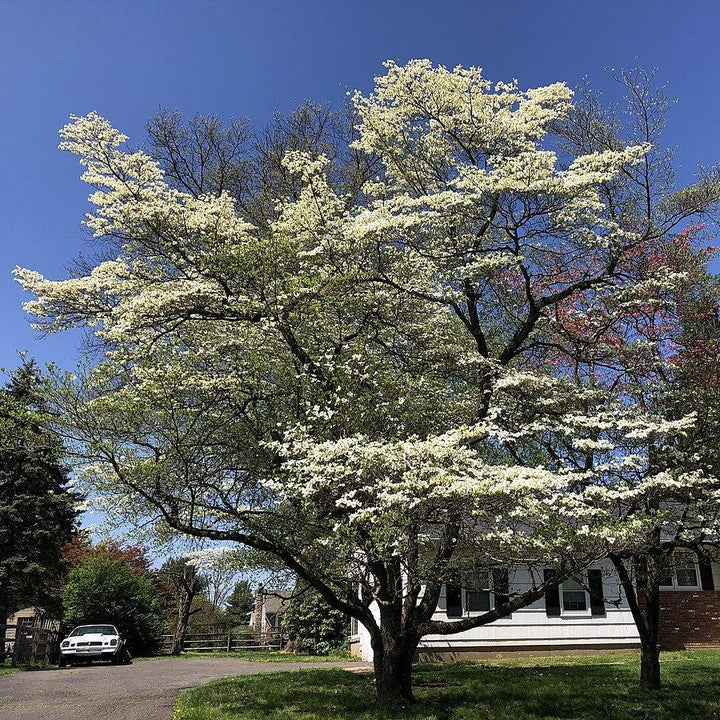 Cornus Florida 'Appalachian Mist' ~ Appalachian Mist Dogwood