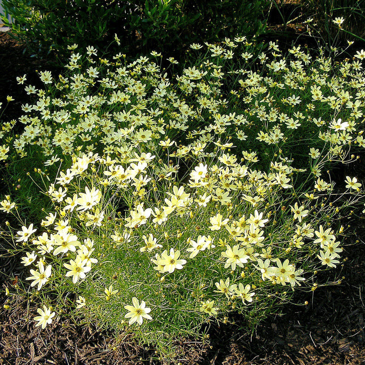 Coreopsis verticillata 'Moonbeam' ~ Moonbeam Threadleaf Coreopsis