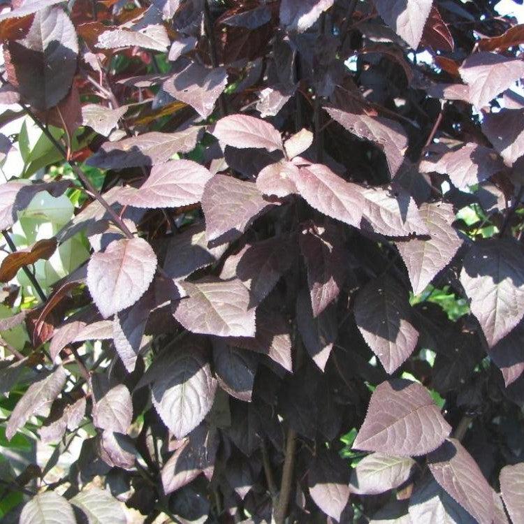 Prunus cerasifera 'Nube de tormenta' ~ Ciruela de hoja púrpura de nube de tormenta