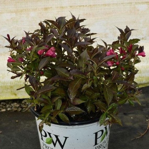 Weigela florida 'Bokraspiwi' PP23,781 ~ Spilled Wine® Weigela