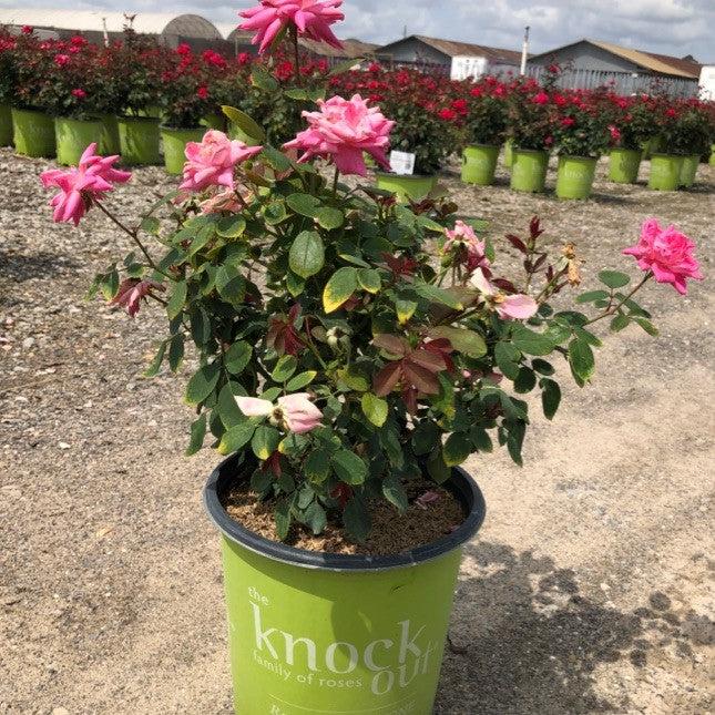 Rosa 'Radtkopink' PP 18,507 ~ Rosa doble rosa Knock Out®