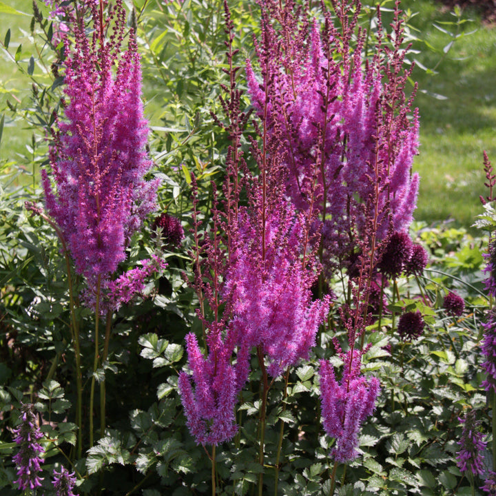 Astilbe chinensis 'Purpurkerze' ~ Purple Candles Chinese Astilbe