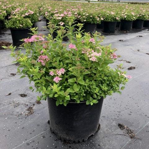 Spiraea japonica 'Little Princess' ~ Little Princess Spirea