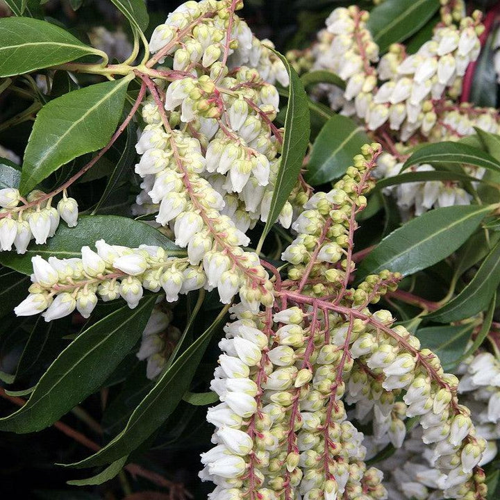 Pieris japonica 'Scarlet O'Hara' ~ Scarlet O'Hara Andrómeda