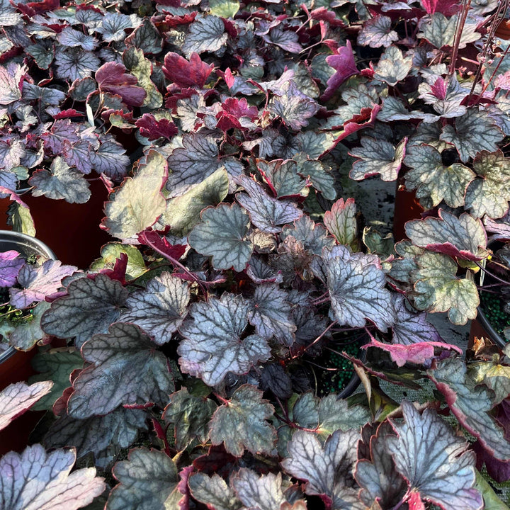 Heuchera × villosa 'Carnival Rose Granita' ~ Carnival Rose Granita Heuchera