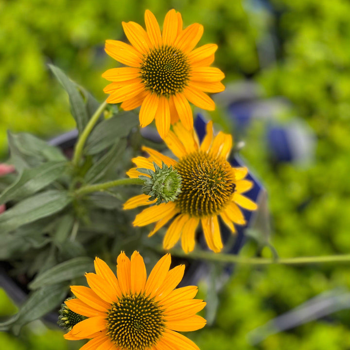 Echinacea 'TNECHKY' PP29922 ~ Kismet® Yellow Coneflower
