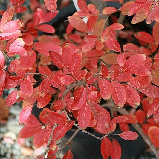 Lagerstroemia indica x fauriei 'Tuskegee' ~ Tuskegee Crape Myrtle