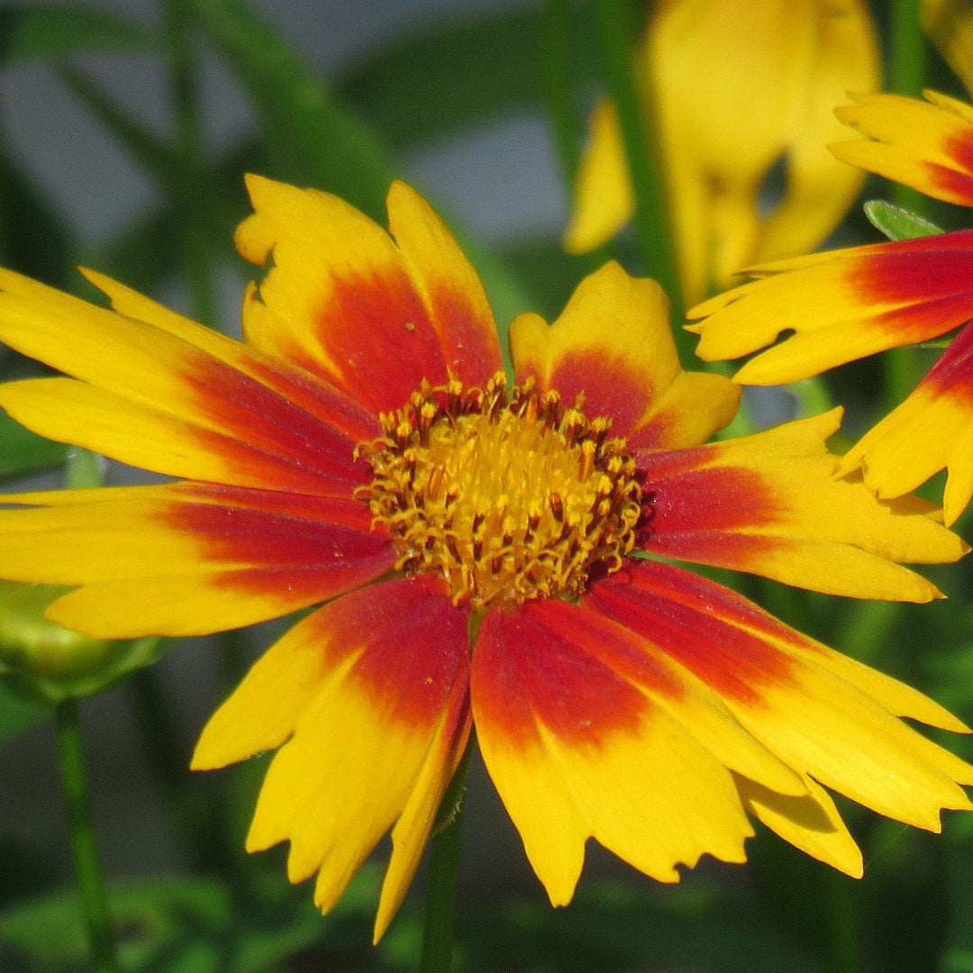 Coreopsis x 'Daybreak' ~ Lil' Bang™ Daybreak Tickseed