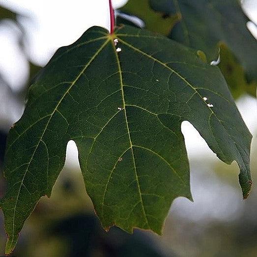 Acer saccharum 'Green Mountain' ~ Green Mountain Sugar Maple