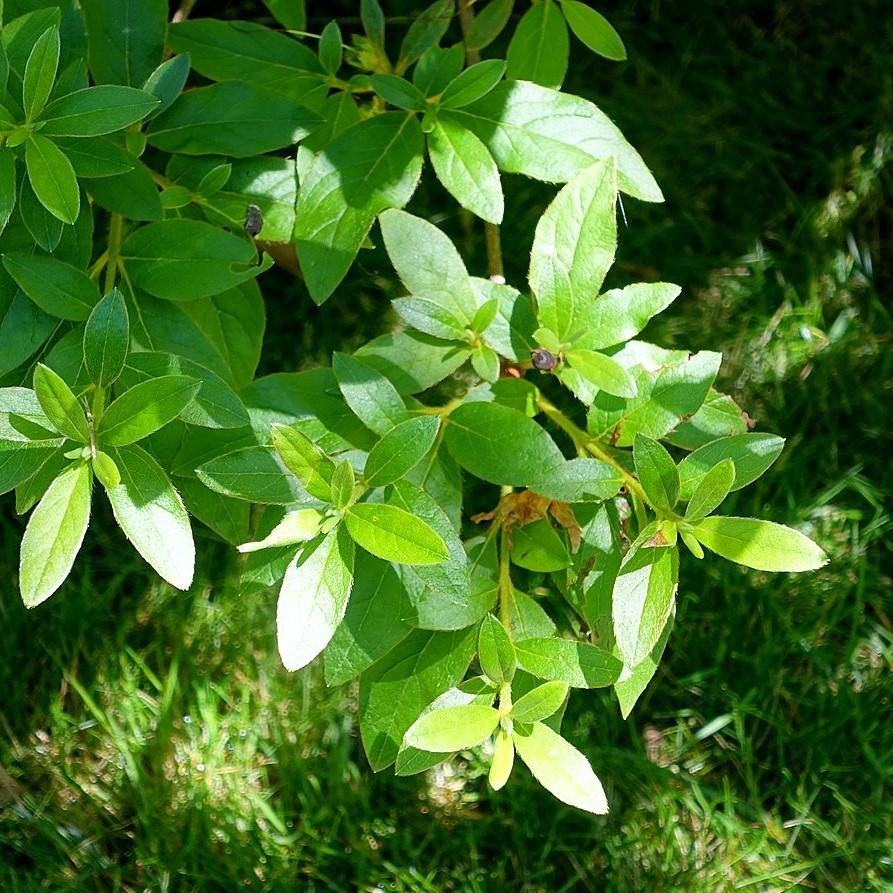 Rododendro yedoense var. poukhanense ~ Azalea coreana