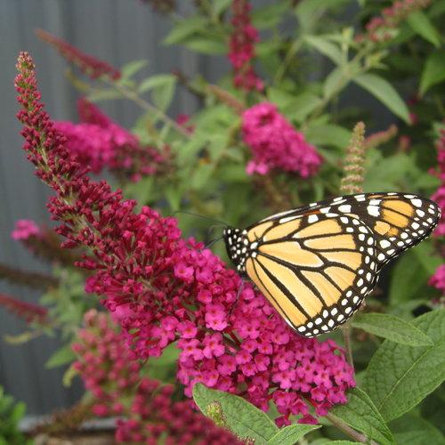 Buddleia 'Miss Molly' ~ Miss Molly Mariposa Arbusto