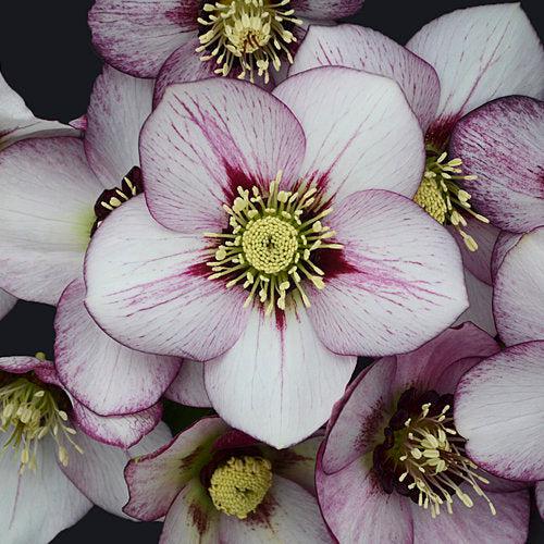 Helleborus 'Honeymoon Mix' ~ Honeymoon® Mix Lenten Rose