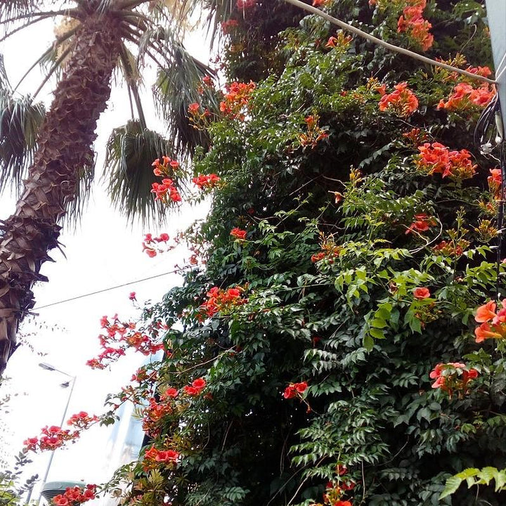 Campsis x tagliabuana 'Madame Galen' ~ Madame Galen Trumpet Creeper