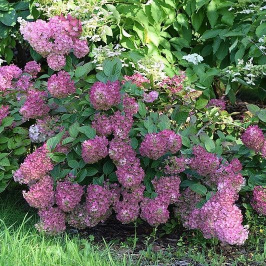 Hortensia paniculata 'Rensun' PP 25,438 ~ Hortensia First Editions® Strawberry Sundae®