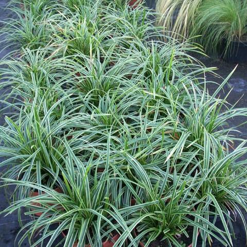 Carex morrowii 'Ice Dance' ~ Ice Dance Sedge