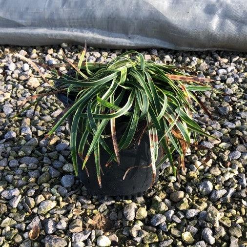 Liriope muscari 'Variegata' ~ Variegated Lily Turf