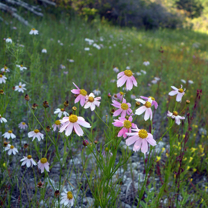 Coreopsis rosea 'American Dream' ~ American Dream Tickseed, Coreopsis