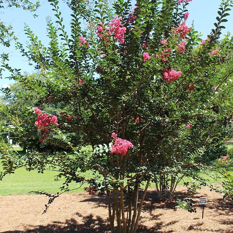 Lagerstroemia indica x fauriei 'Tuscarora' ~ Tuscarora Crape Myrtle