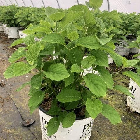 Hydrangea arborescens 'NCHA5' ~ Invincibelle® Wee White Smooth Hydrangea