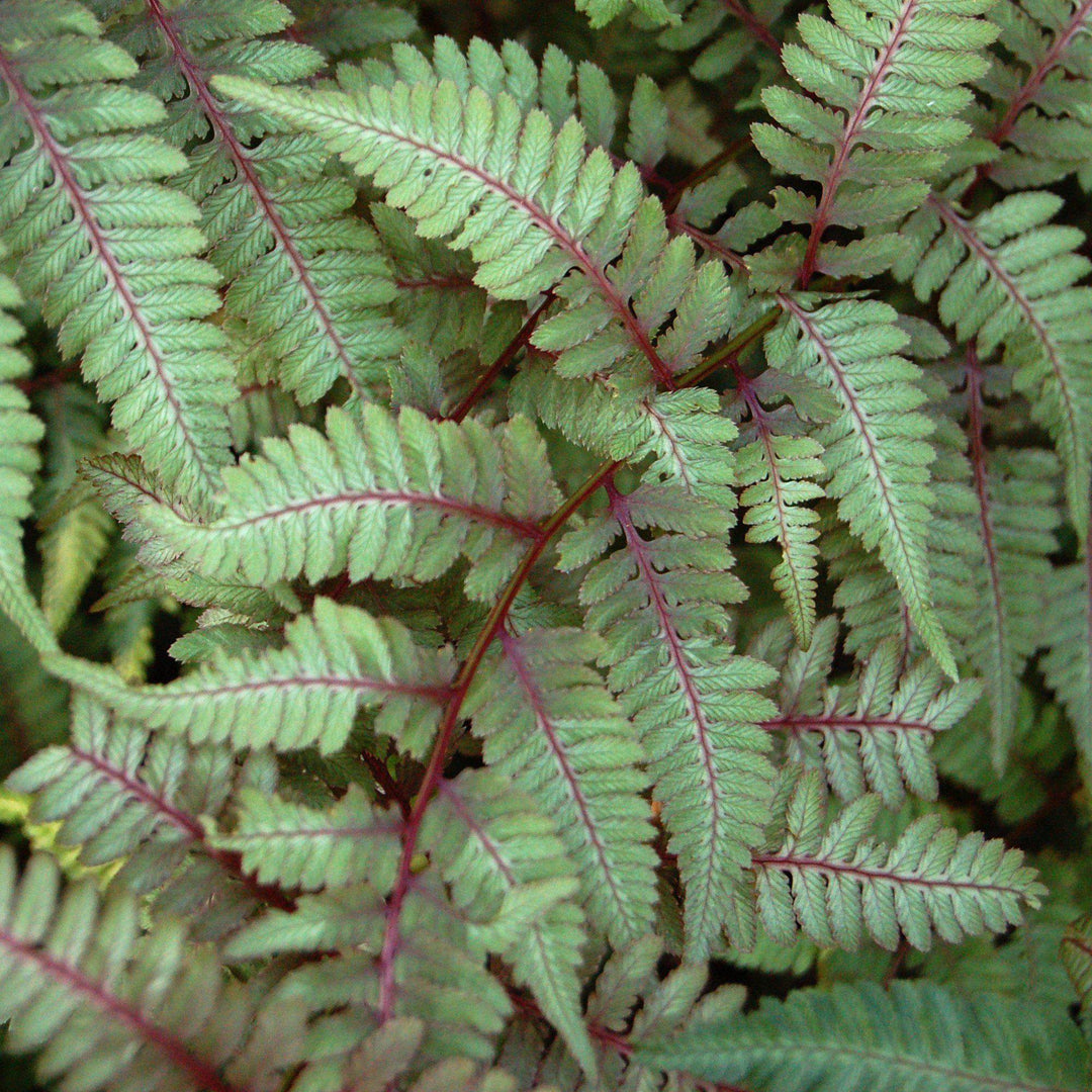 Athyrium niponicum var. pictum ~ Japanese Painted Fern