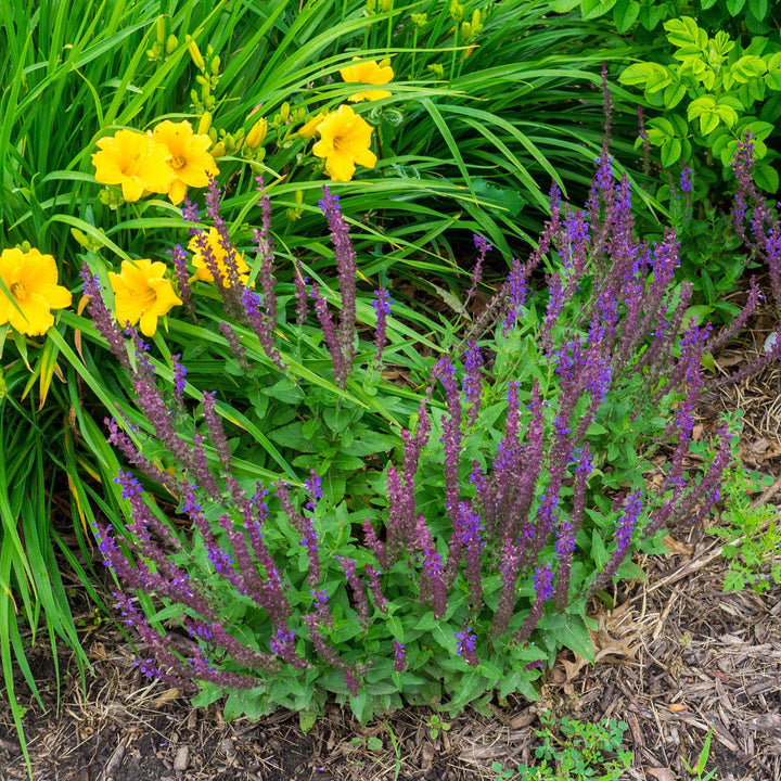 Salvia nemorosa 'Haeumanarc' ~ Marcus® Meadow Sage