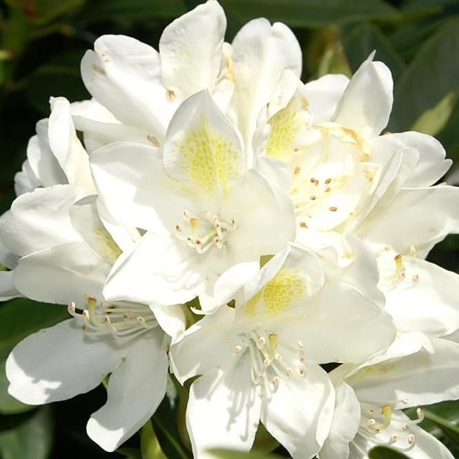 Rododendro catawbiense 'Chionoides' ~ Chionoides Rododendro